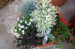 Potted Plant Arrangement