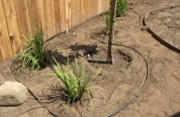 Irrigation Drip Line