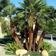 Chamaerops (Mediterranean Fan Palm)