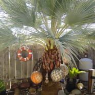 Bob’s Tropical Backyard