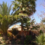 Palms in Bob’s Backyard