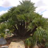 Mediterranean Fan Palm (Chamerop)