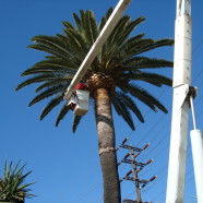 Phoenix Canariensis Cleaning (Pineapple)