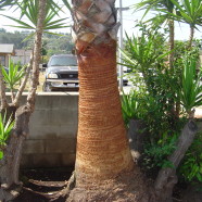 Washingtonia Fan Palm Husking