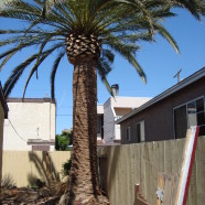 Phoenix Canariensis Cleaning