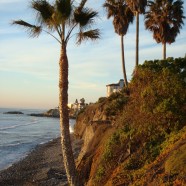 Coastal Washingtonia Fan Palm, Freshly Trimmed