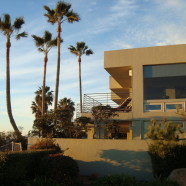 Coastal Washingtonia Fan Palm, Freshly Trimmed