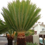 Sago Palm, Freshly Trimmed