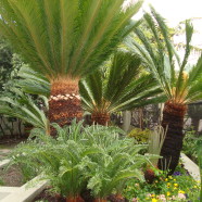 Sago Palm (Sajo)