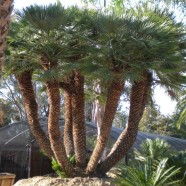 Chamaerops (Mediterranean Fan Palm)