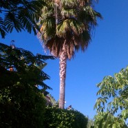 Washingtonia Fan Palm