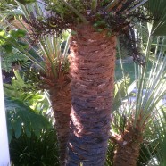 Chamaerops (Mediterranean Fan Palm)