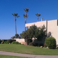 Coastal Washingtonia Fan Palm, Freshly Trimmed