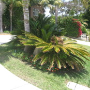 Sago Palm (Cycad)