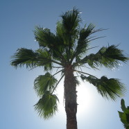 Washingtonia (Mexican Fan Palm)