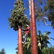 Washingtonia Palm Cleaning