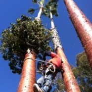 Washingtonia Palm Slicking (Husking)