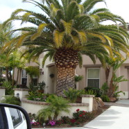 Phoenix Canariensis Palm