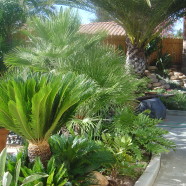 Bob’s Tropical Backyard