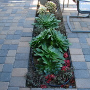 Paver and Plant Design