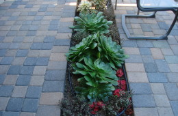 Paver and Plant Design