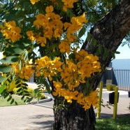 Tipuana Tipu Tree