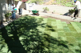 Sod Installation