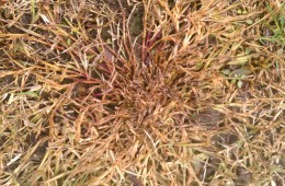 Annual Crab Grass Dying Out in Fall