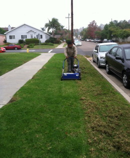 Turf Thatching